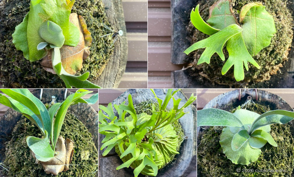 育種家たちが手塩に掛けて育ててきた希少品種